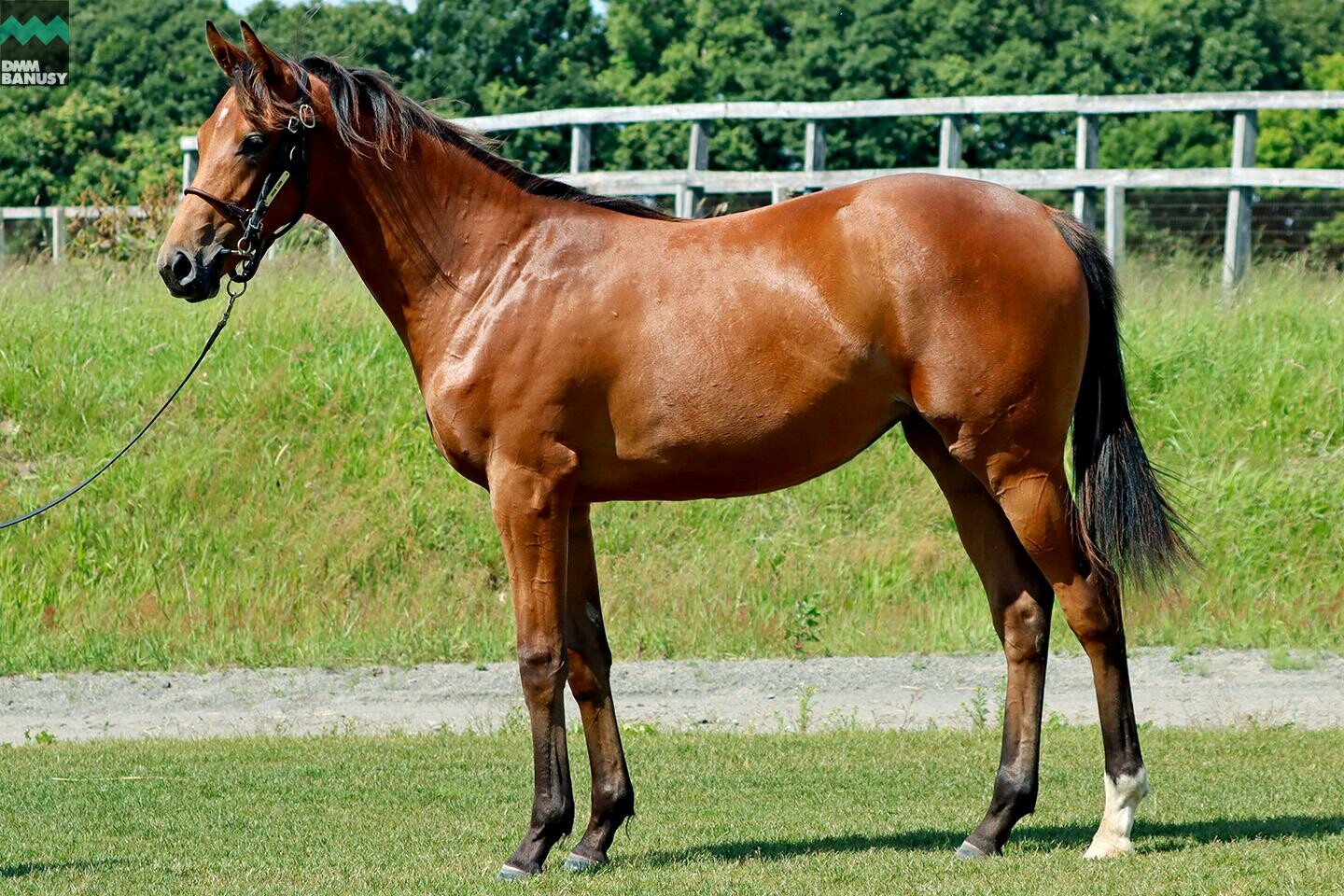 ルナティアーラ2022 馬体フォト 2023/06/27