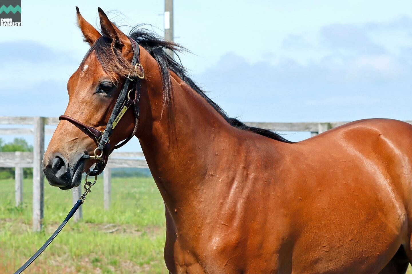 ルナティアーラ2022 馬体フォト 2023/06/27