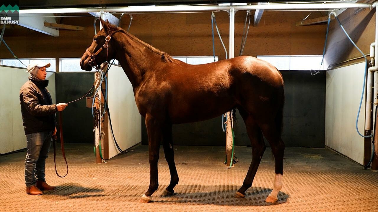 ダブルアンコール2024 2026/1/6撮影：ノーザンファーム現地視察