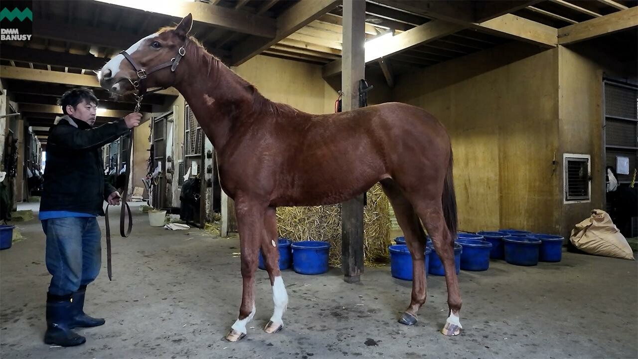 シンハリング2024 2025/12/8撮影：ファンタストクラブ・木村牧場現地視察