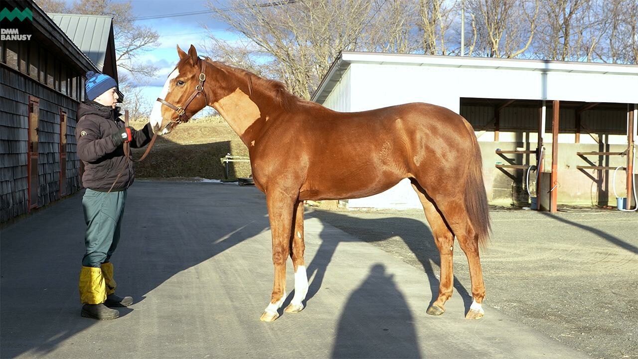 シンハリング2024 2026/1/5撮影：ファンタストクラブ・木村牧場現地視察