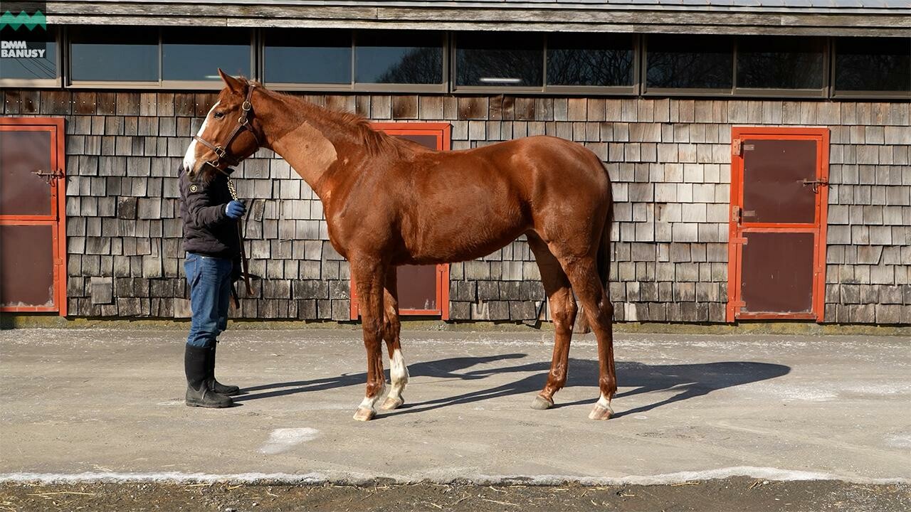 シンハリング2024 2026/2/6撮影：ファンタストクラブ・木村牧場現地視察