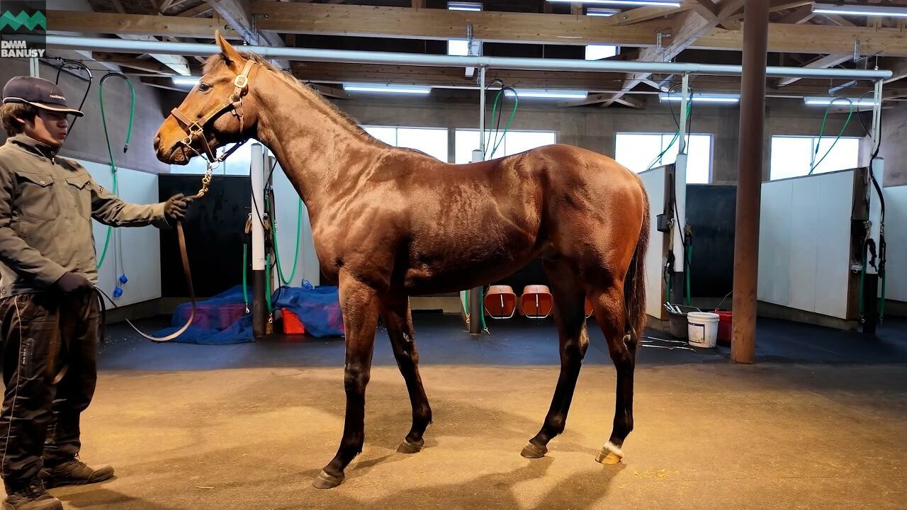 オディオペルデレ 2025/12/8撮影：ノーザンファーム現地視察