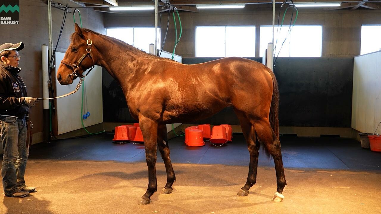 オディオペルデレ 2026/1/6撮影：ノーザンファーム現地視察