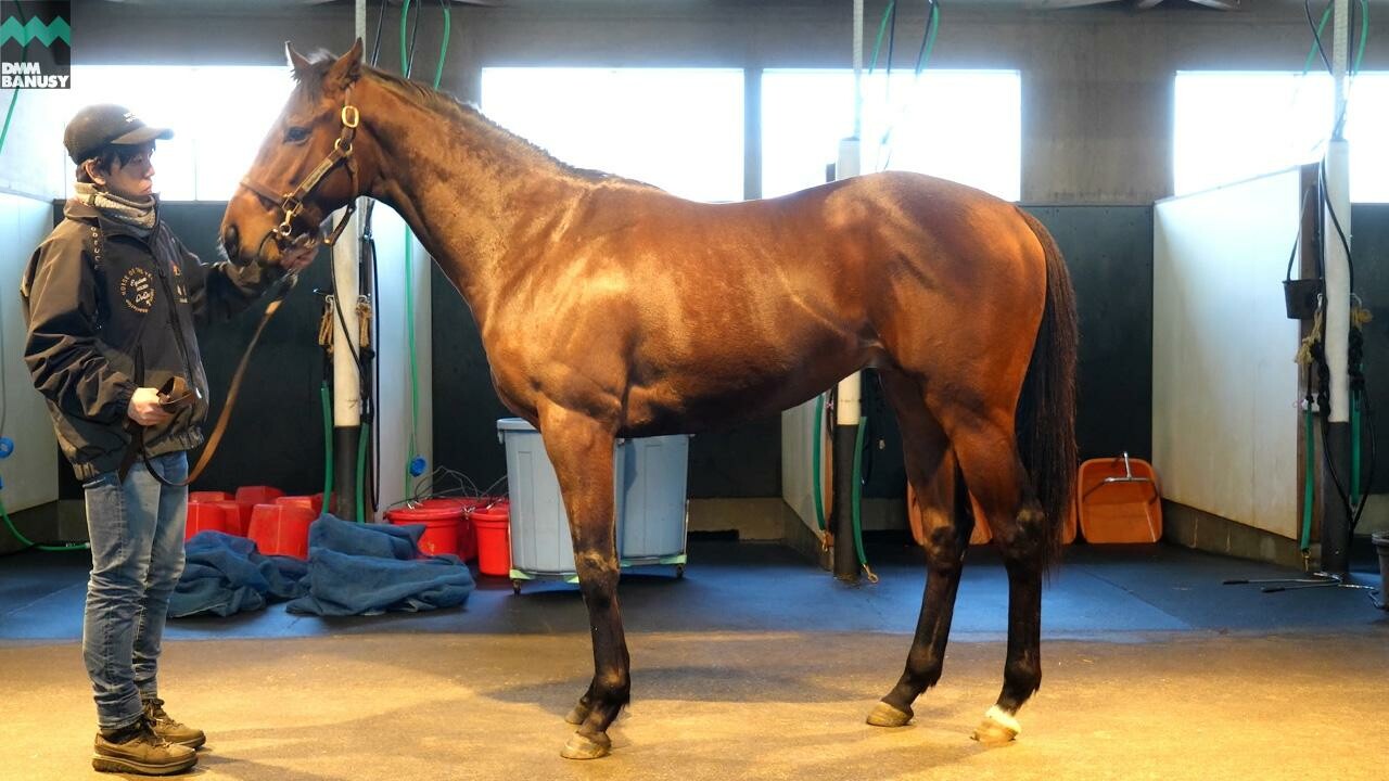 オディオペルデレ 2026/2/6撮影：ノーザンファーム現地視察