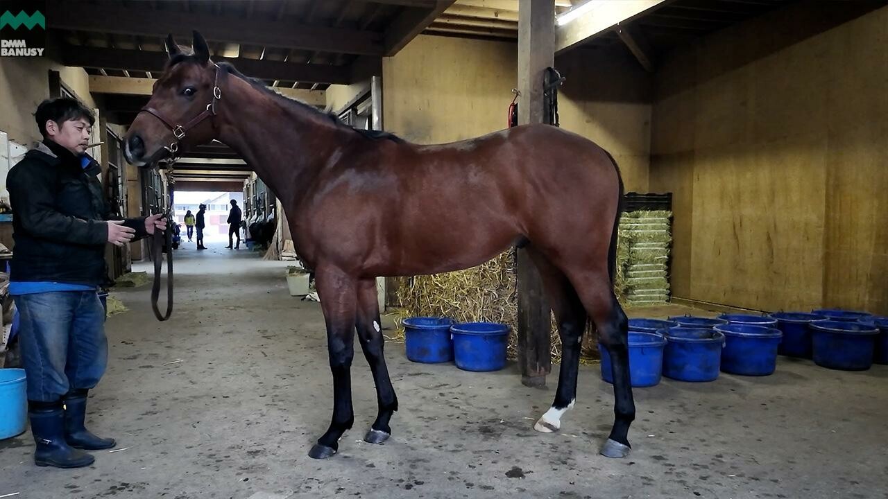 アイワナビリーヴ2024 2025/12/8撮影：ファンタストクラブ・木村牧場現地視察