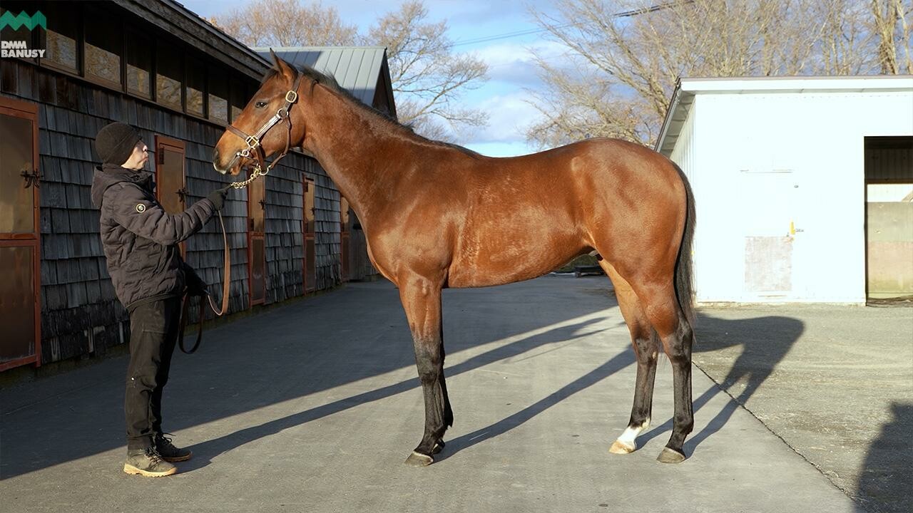 アイワナビリーヴ2024 2026/1/5撮影：ファンタストクラブ・木村牧場現地視察