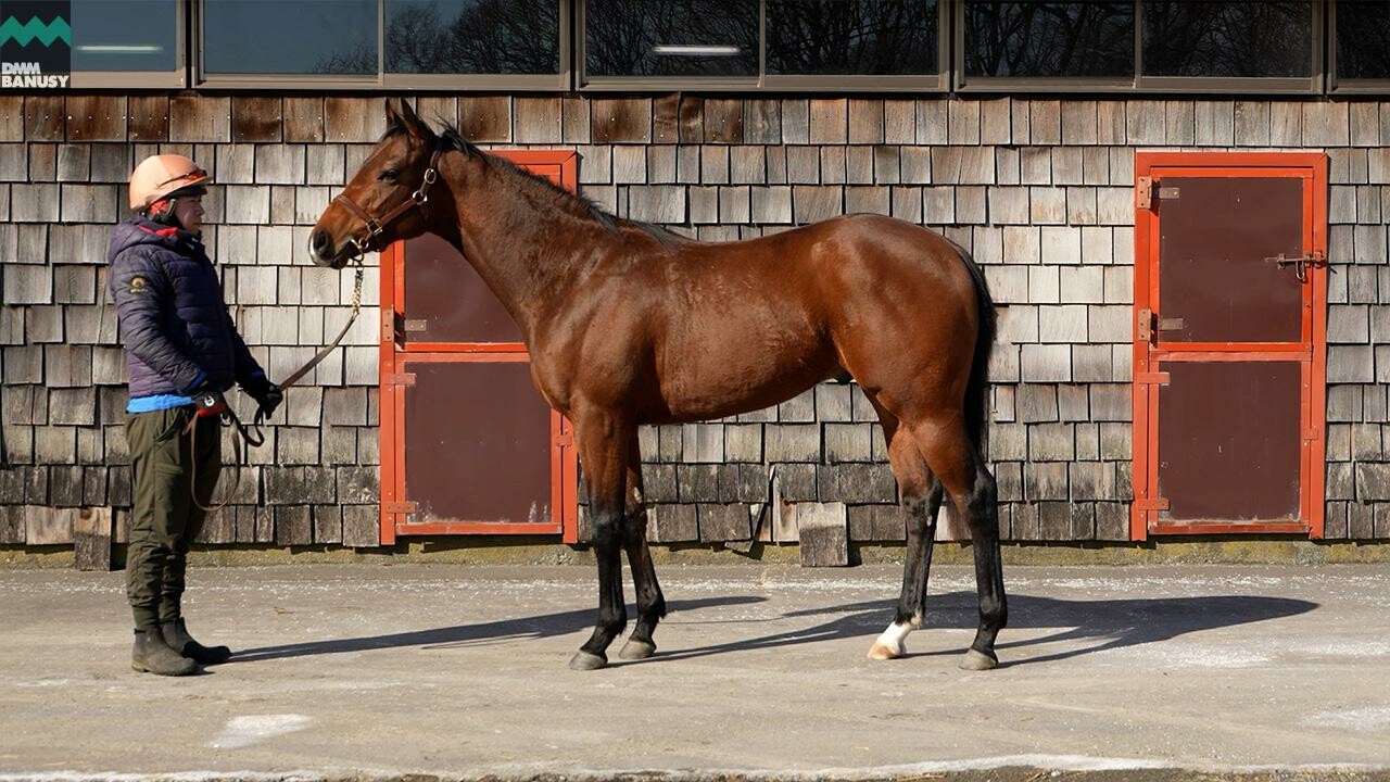 アイワナビリーヴ2024 2026/2/6撮影：ファンタストクラブ・木村牧場現地視察