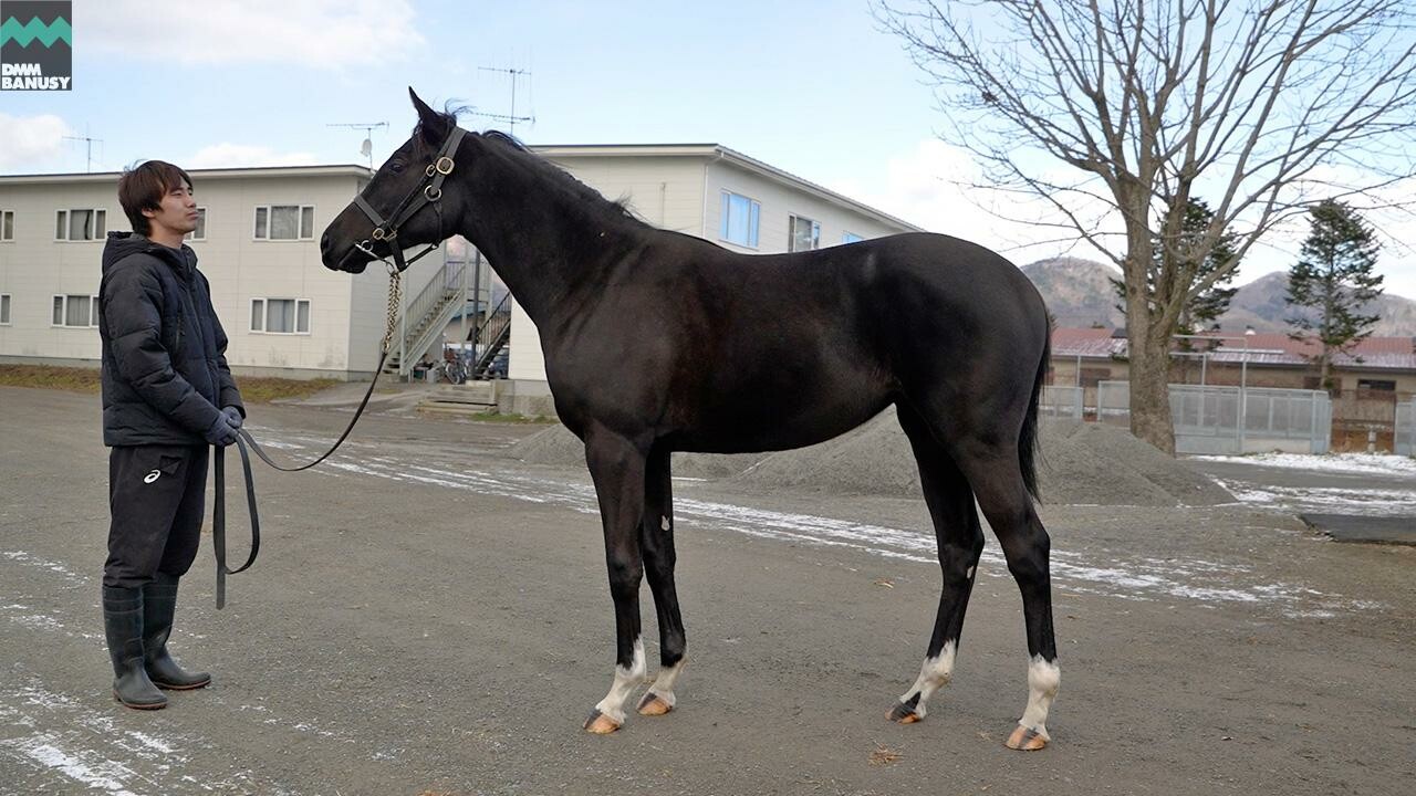 ファイナルドリーム2024 2025/12/5撮影：辻牧場現地視察