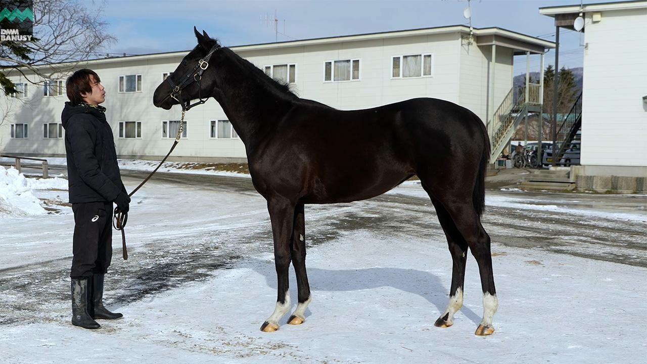 ファイナルドリーム2024 2026/1/7撮影：辻牧場現地視察