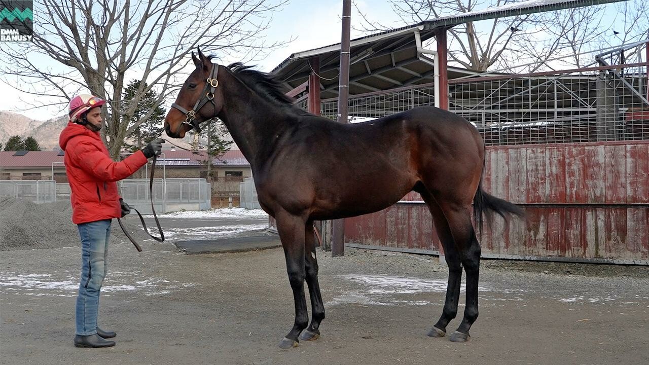 スズカモナミ2024 2025/12/5撮影：辻牧場現地視察