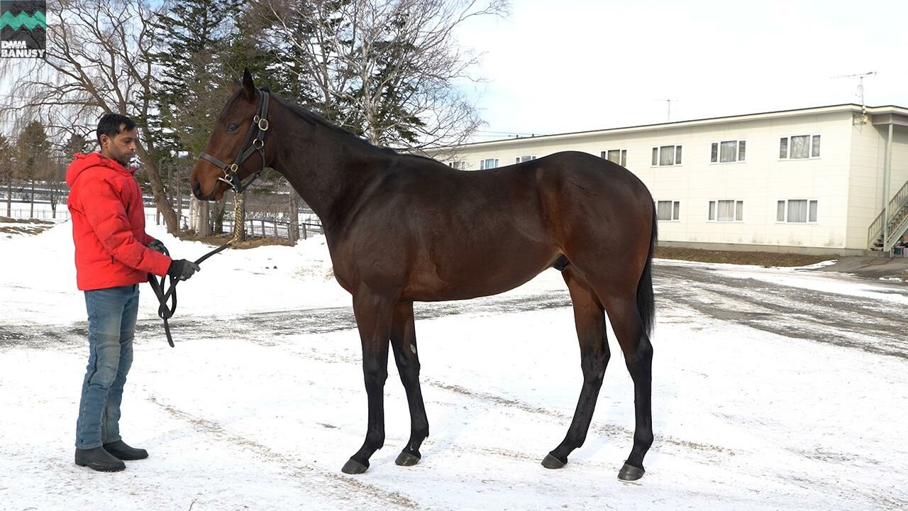 スズカモナミ2024 2026/1/7撮影：辻牧場現地視察