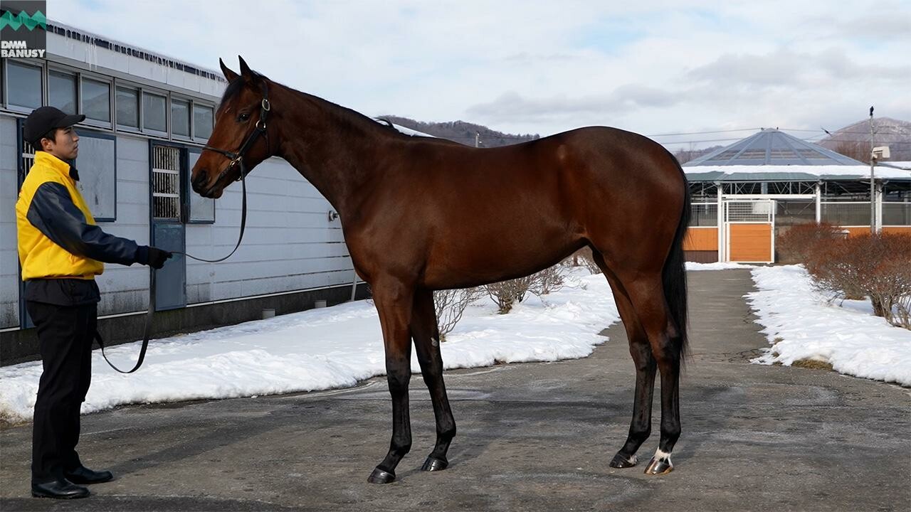 シスタリーラヴ2024 2026/1/7撮影：吉澤ステーブル現地視察