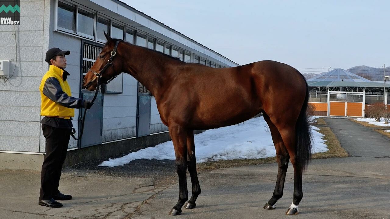 シスタリーラヴ2024 2026/2/5撮影：吉澤ステーブル現地視察