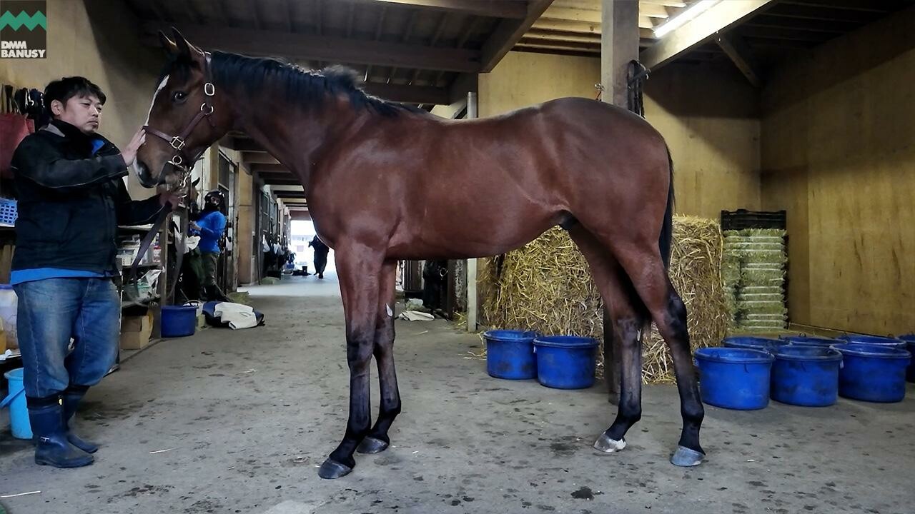 ポウリナズラヴ2024 2025/12/8撮影：ファンタストクラブ・木村牧場現地視察