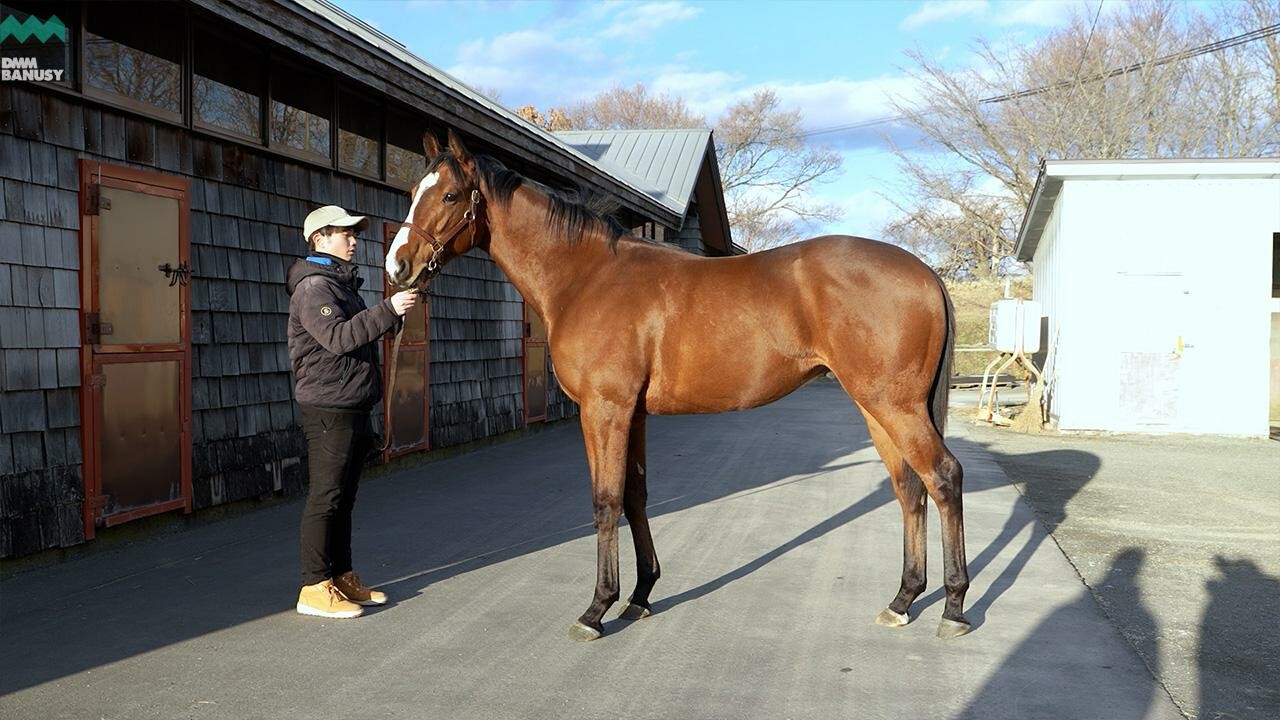 ポウリナズラヴ2024 2026/1/5撮影：ファンタストクラブ・木村牧場現地視察