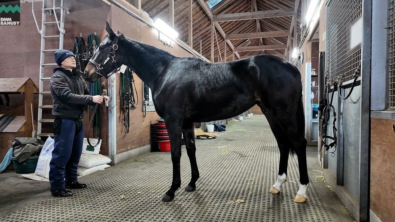 フラッシングジェム2024 2025/12/8撮影：社台ファーム現地視察