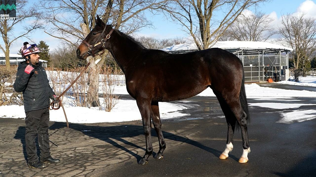 フラッシングジェム2024 2026/1/6撮影：社台ファーム現地視察