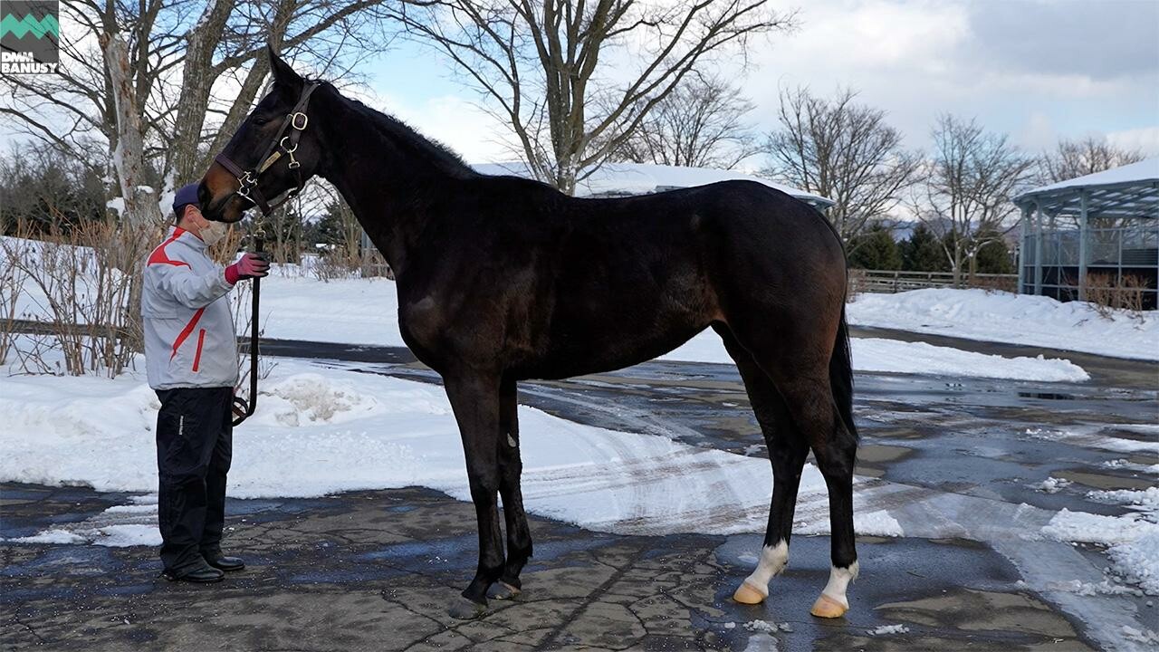 フラッシングジェム2024 2026/2/6撮影：社台ファーム現地視察