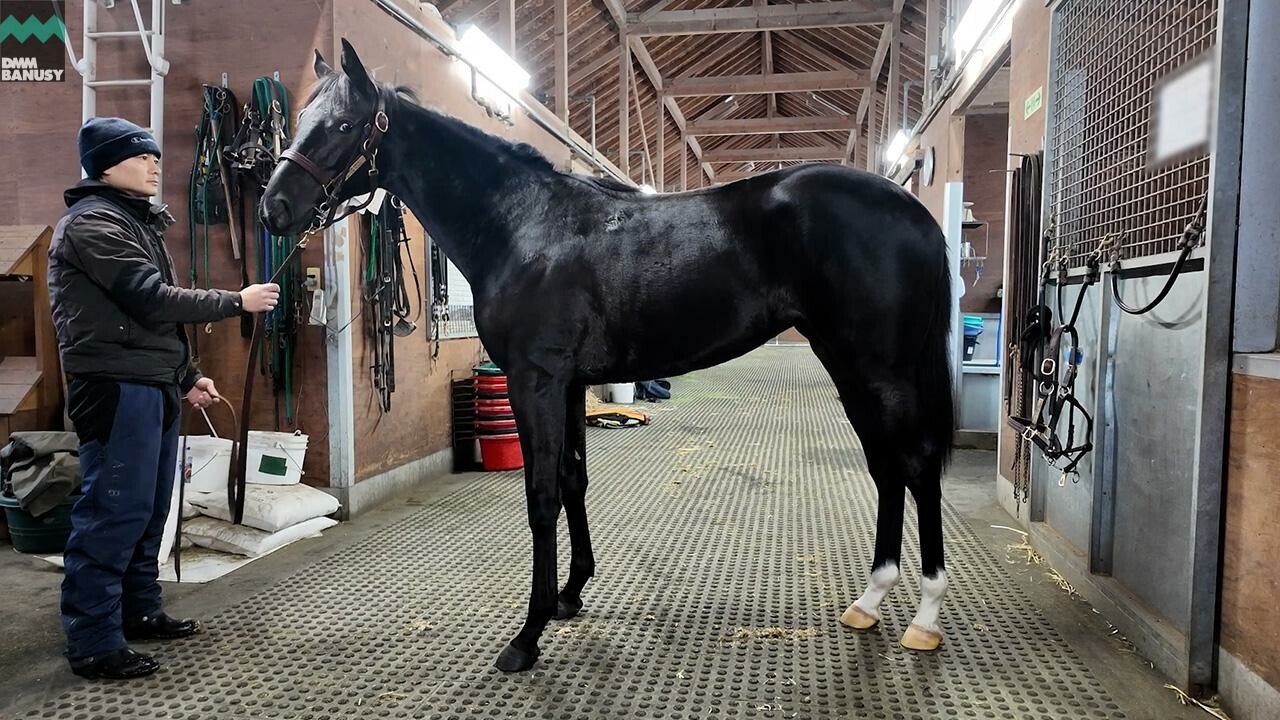 サットンプレイス2024 2025/12/8撮影：社台ファーム現地視察