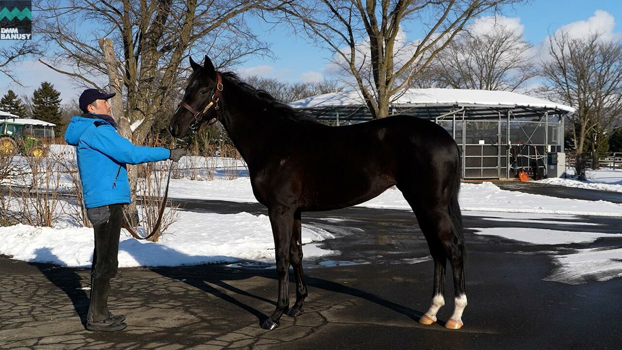 サットンプレイス2024 2026/1/6撮影：社台ファーム現地視察