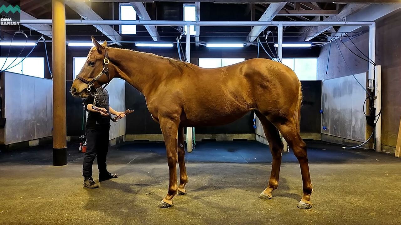 ホートンプレインズ2024 2025/12/8撮影：ノーザンファーム現地視察