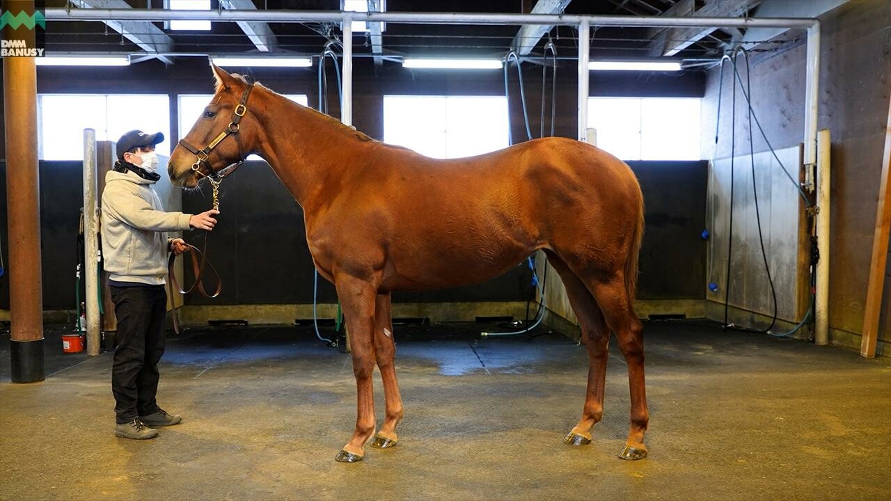 ホートンプレインズ2024 2026/1/6撮影：ノーザンファーム現地視察