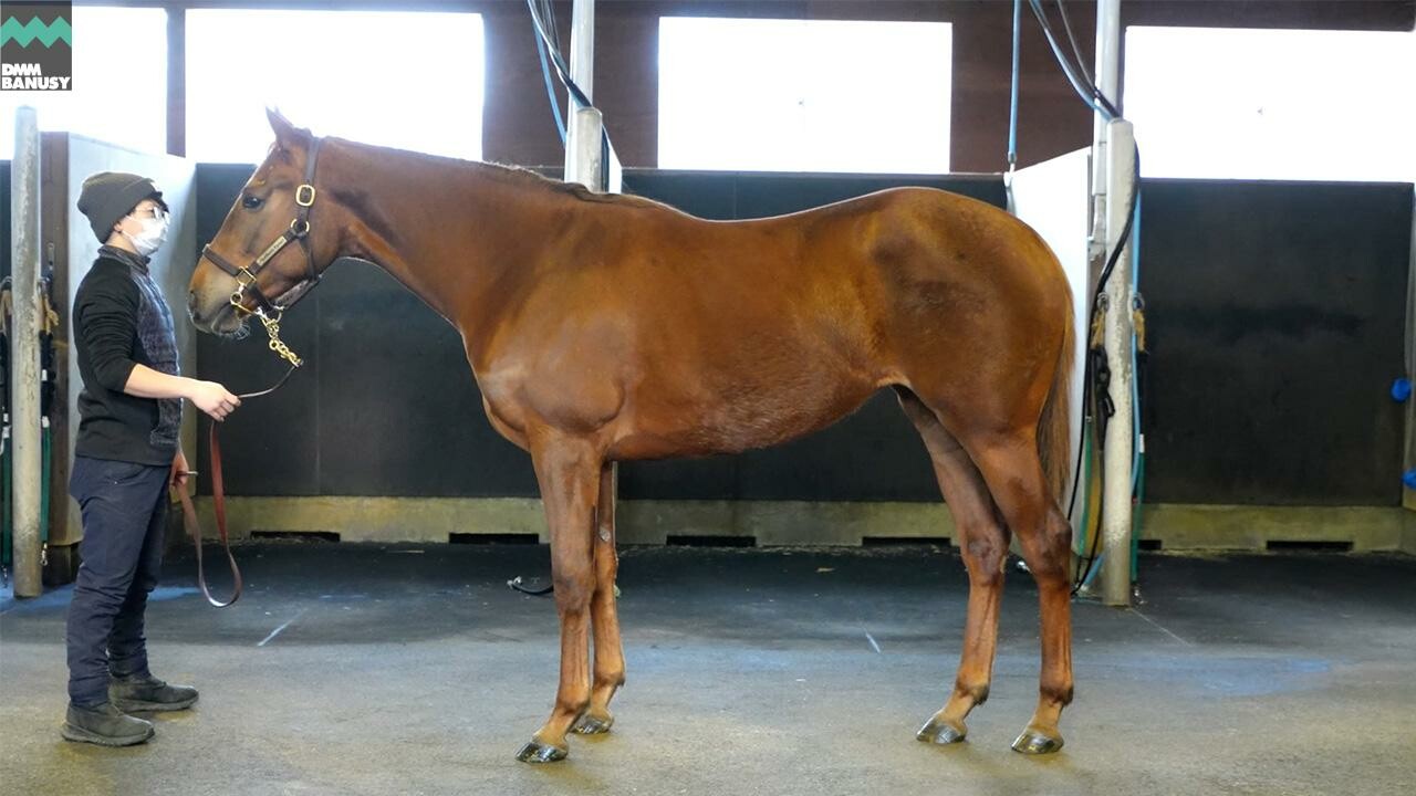 ホートンプレインズ2024 2026/2/6撮影：ノーザンファーム現地視察