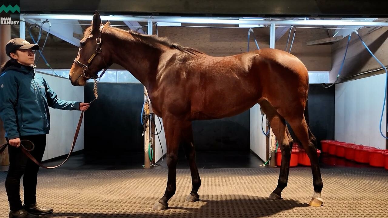 エピックラヴ2024 2025/12/8撮影：ノーザンファーム現地視察