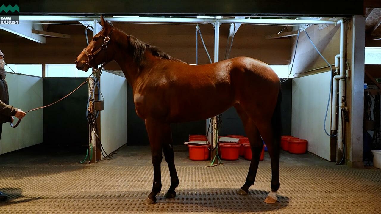 エピックラヴ2024 2026/2/6撮影：ノーザンファーム現地視察