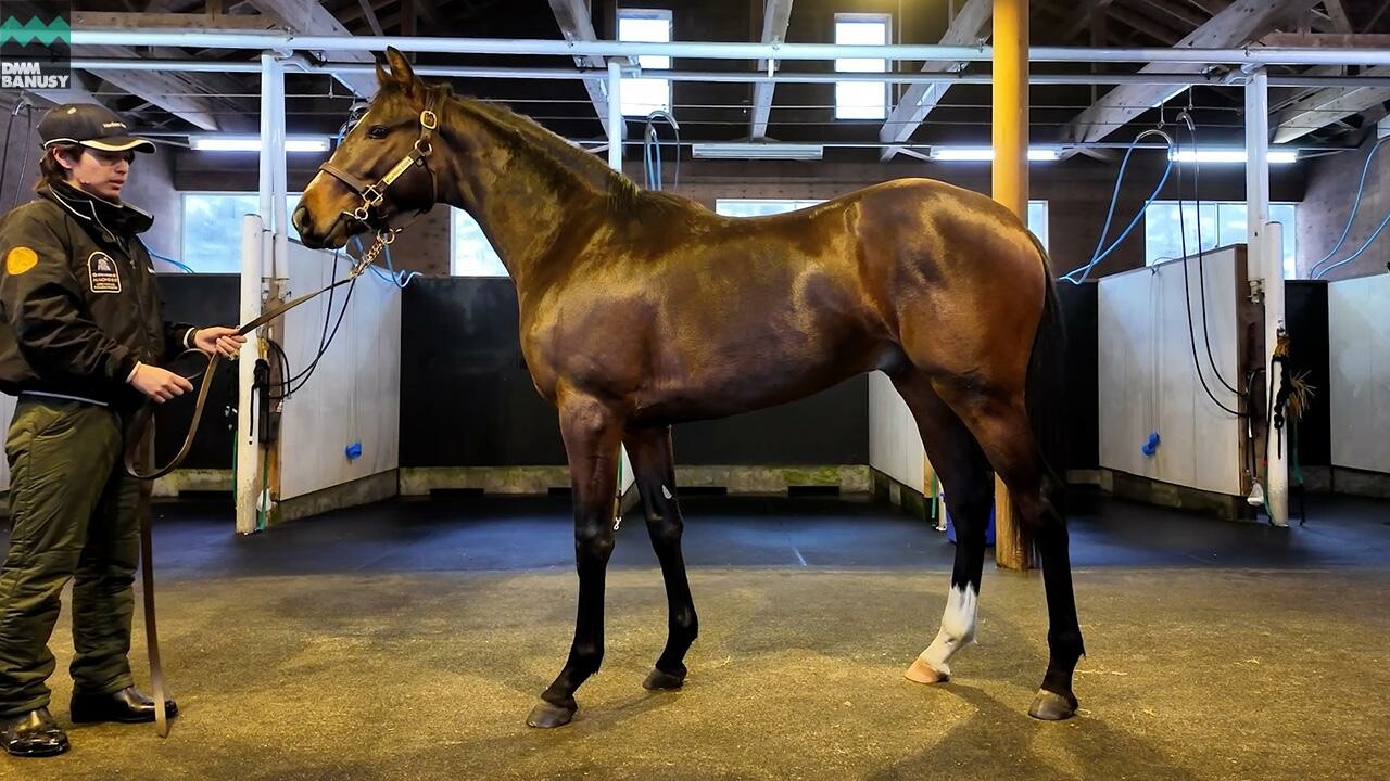 ミスセレンディピティ2024 2025/12/8撮影：ノーザンファーム現地視察