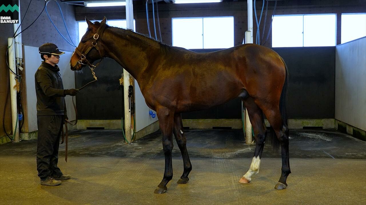 ミスセレンディピティ2024 2026/1/6撮影：ノーザンファーム現地視察