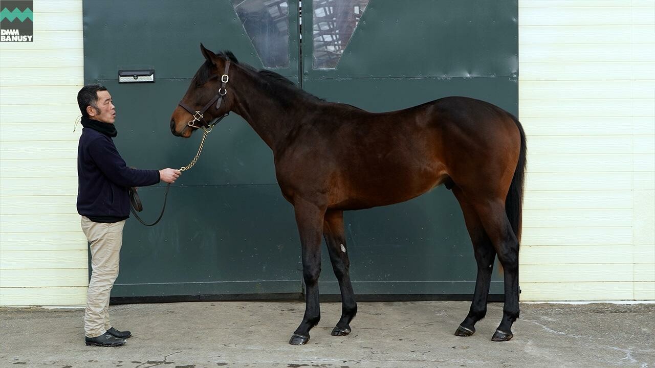 シャンパンレディ2024 2026/1/7撮影：シュウジデイファーム現地視察