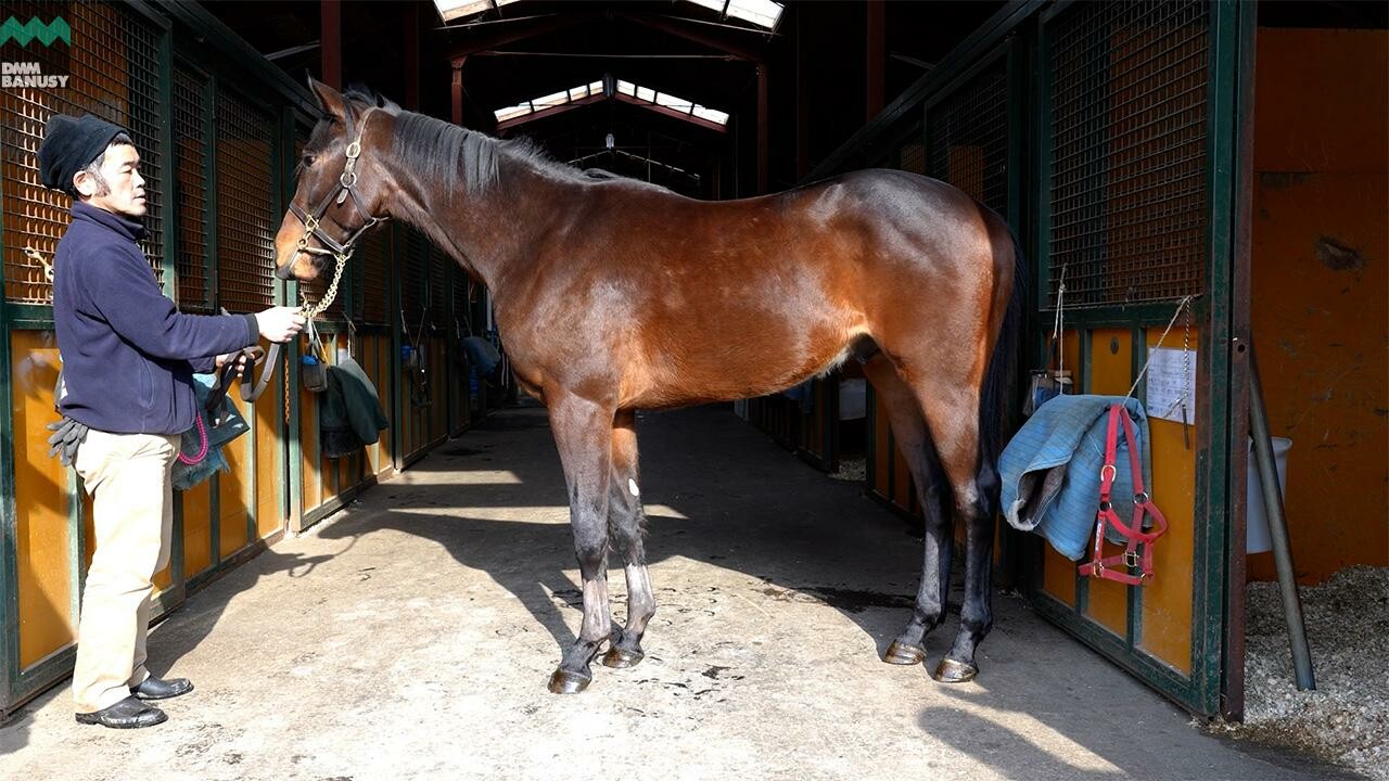 シャンパンレディ2024 2026/2/5撮影：シュウジデイファーム現地視察