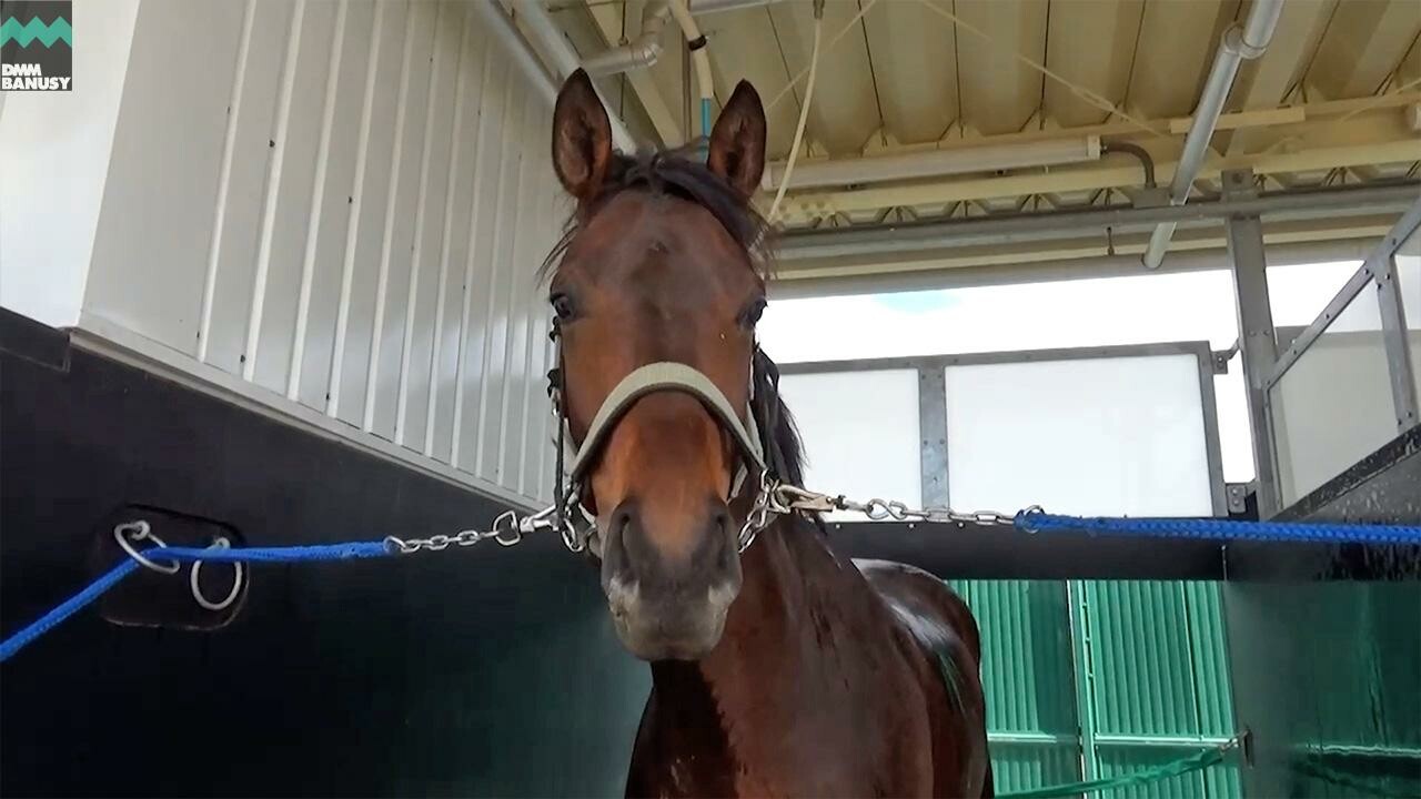 シェーンリヒト デビューまでの道のり