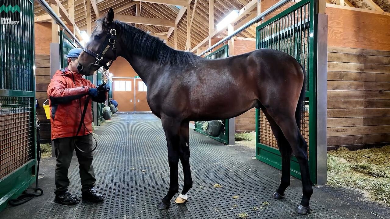 シェーングランツ2024 2025/12/8撮影：社台ファーム現地視察