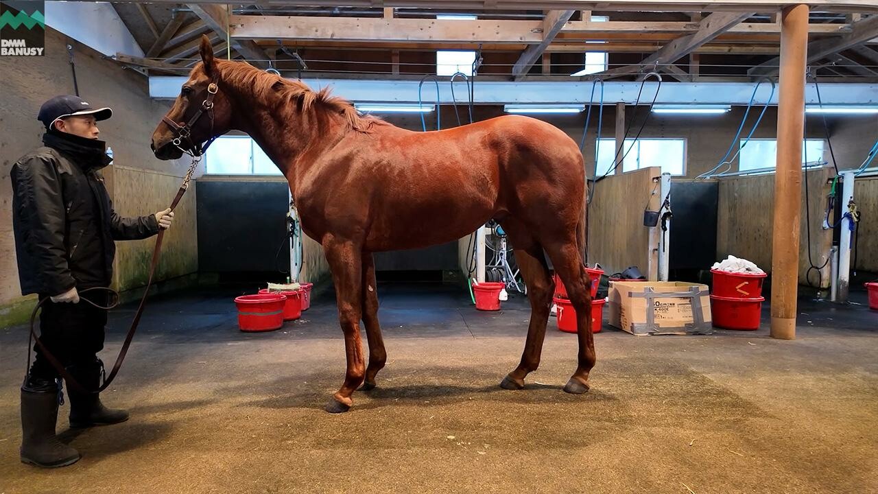 ベルエポック2024 2025/12/8撮影：ノーザンファーム現地視察