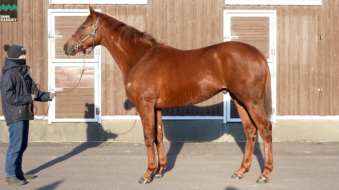 ベルエポック2024 2026/1/6撮影：ノーザンファーム現地視察