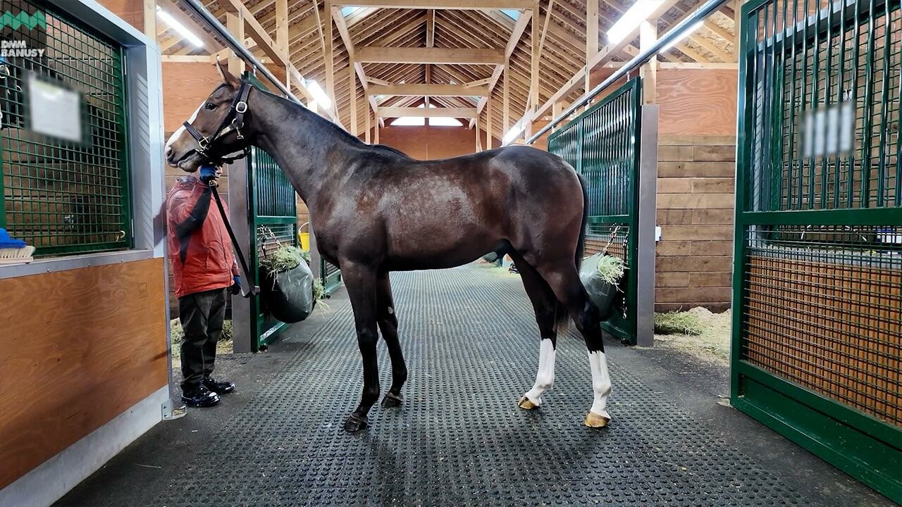 ダイワズーム2024 2025/12/8撮影：社台ファーム現地視察