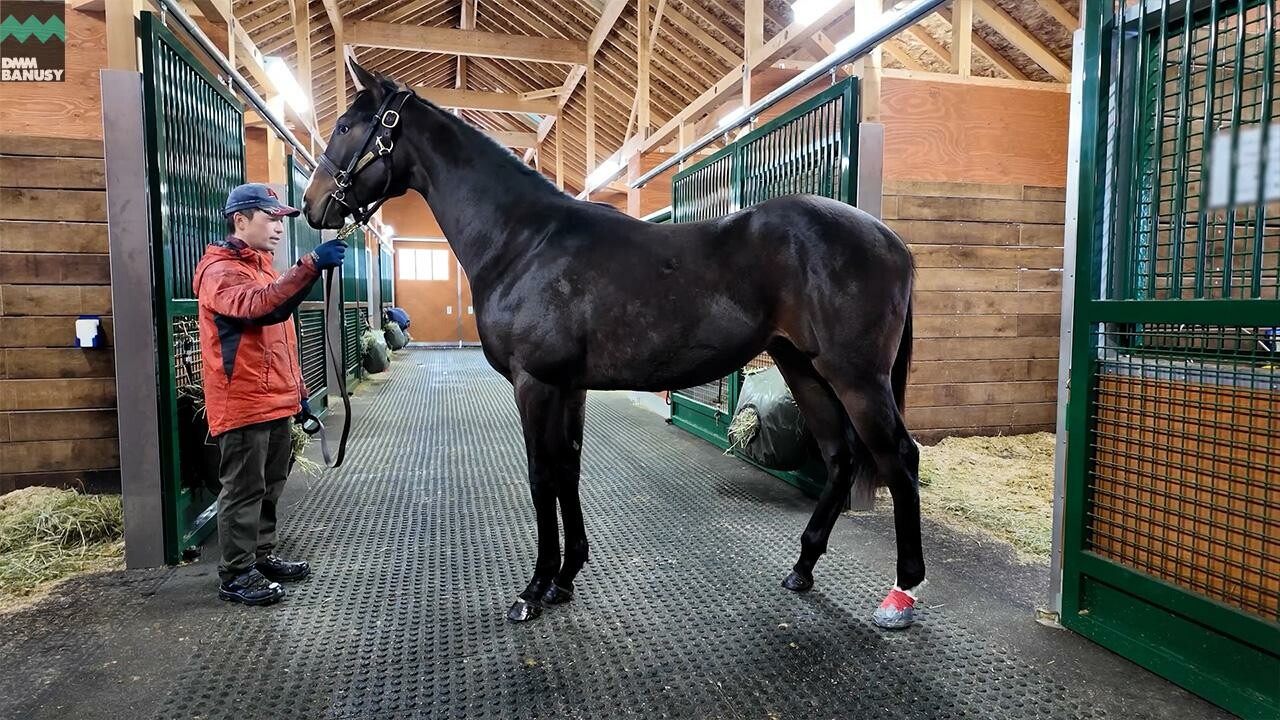 ロングホットサマー2024 2025/12/8撮影：社台ファーム現地視察