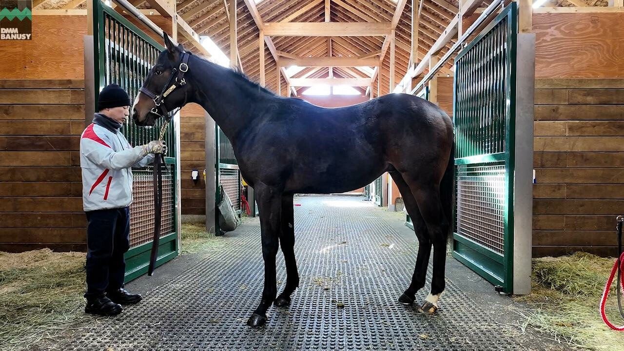 ロングホットサマー2024 2026/1/6撮影：社台ファーム現地視察