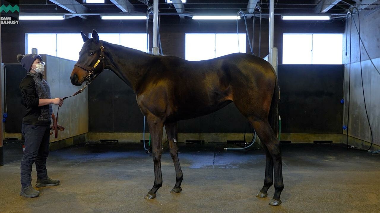 ヒストリックレディ2024 2026/1/6撮影：ノーザンファーム現地視察