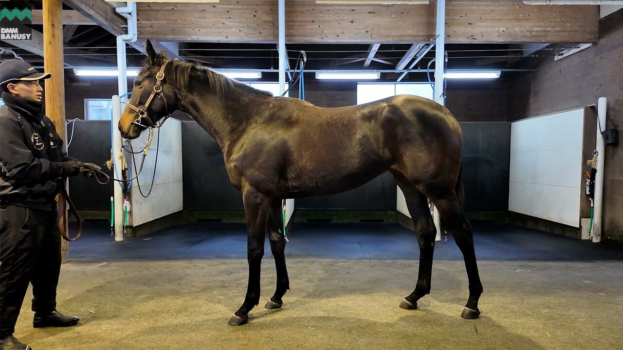 カールファターレ2024 2025/12/8撮影：ノーザンファーム現地視察