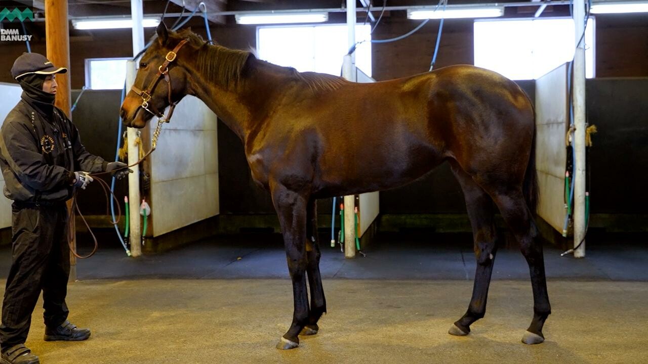 カールファターレ2024 2026/1/6撮影：ノーザンファーム現地視察