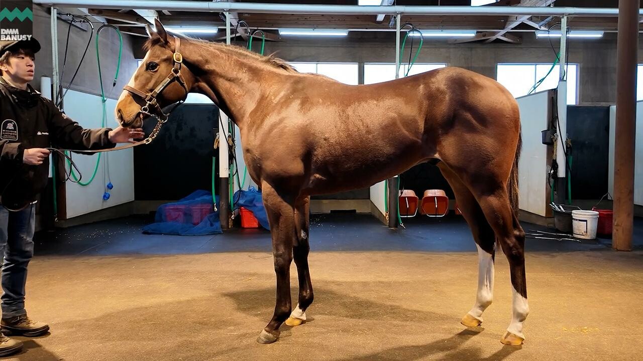 グラヴィタス2024 2025/12/8撮影：ノーザンファーム現地視察