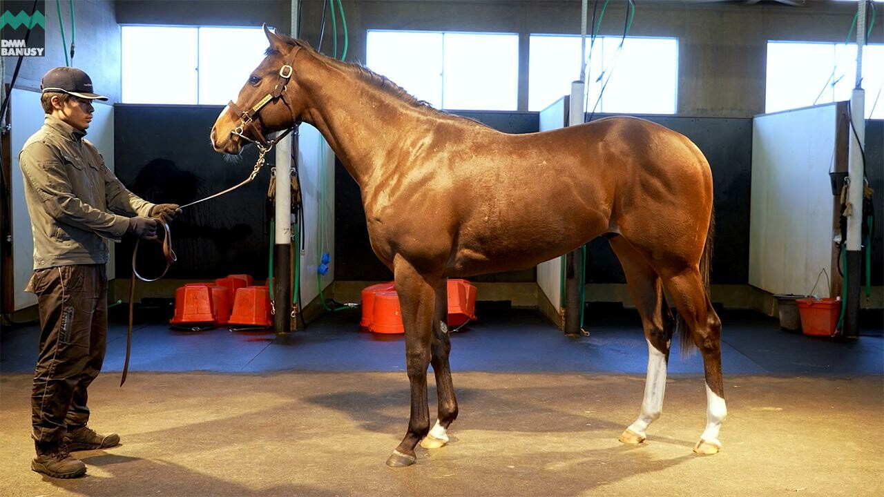 グラヴィタス2024 2026/1/6撮影：ノーザンファーム現地視察