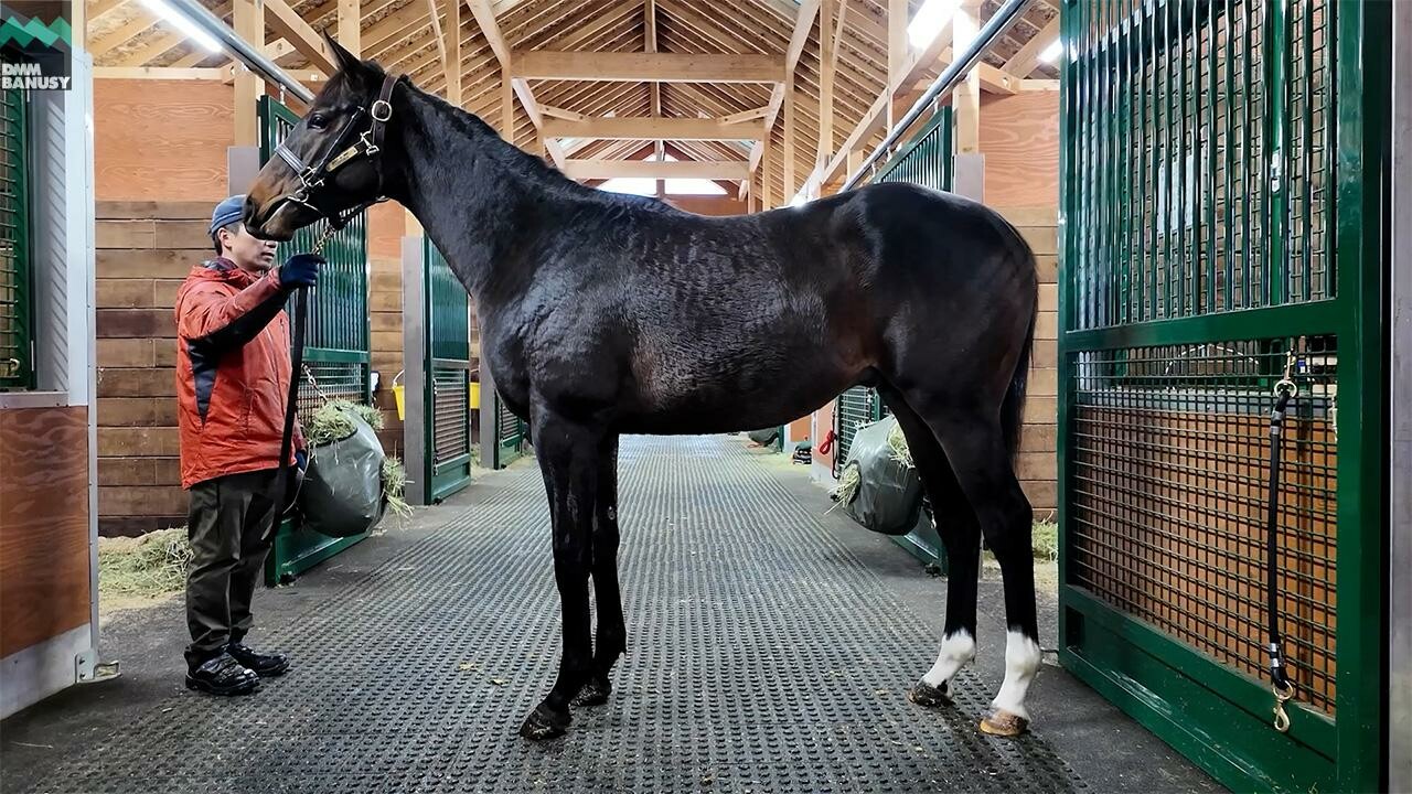 オデュッセイア2024 2025/12/8撮影：社台ファーム現地視察