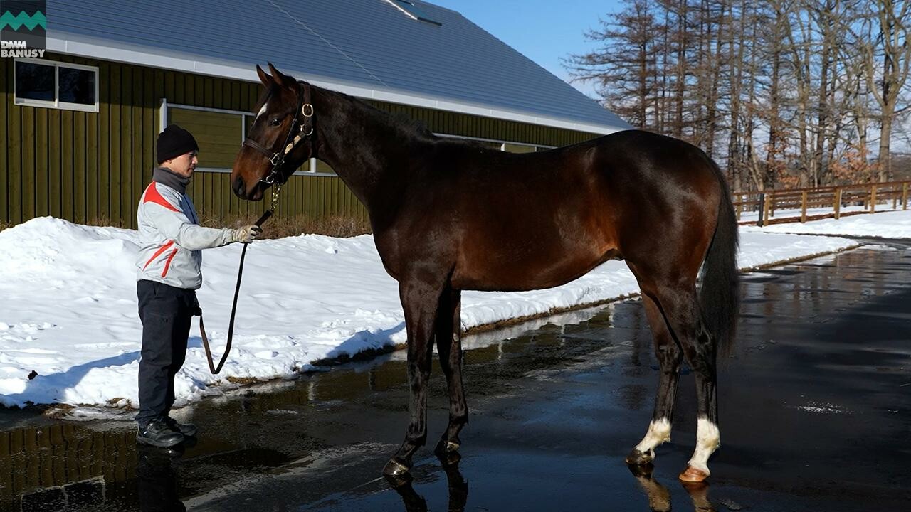 オデュッセイア2024 2026/1/6撮影：社台ファーム現地視察