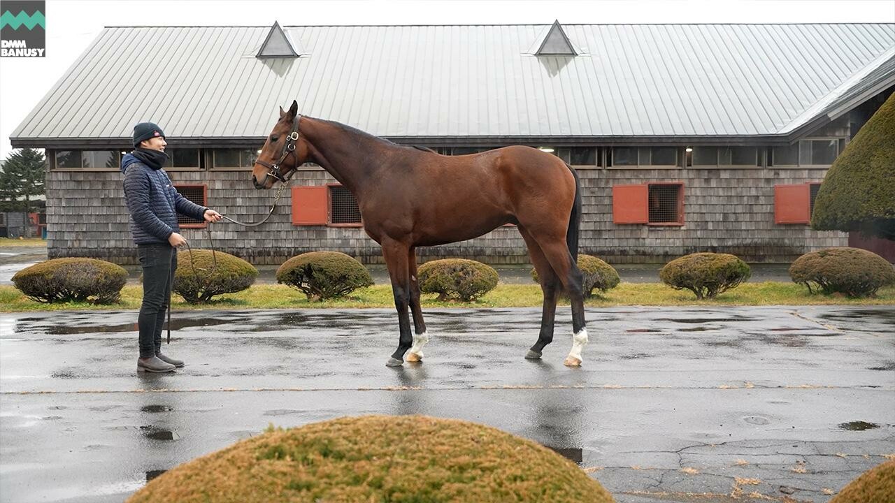 ホールドミータイト2024 2025/12/8撮影：ファンタストクラブ・グランド牧場現地視察