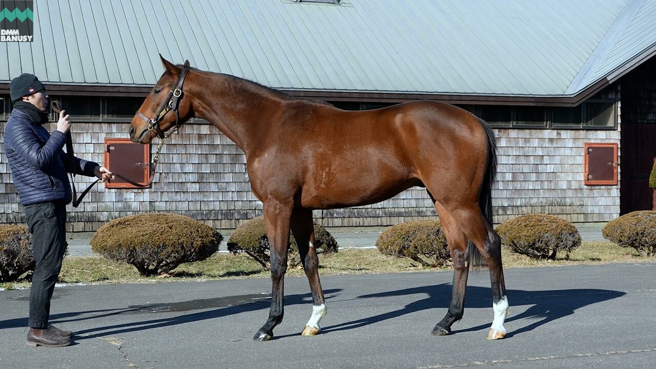 ホールドミータイト2024 2026/1/6撮影：ファンタストクラブ・グランド牧場現地視察